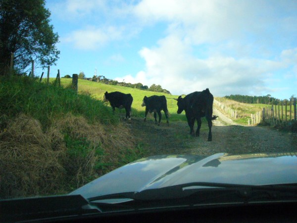 contact energy jun 1 004